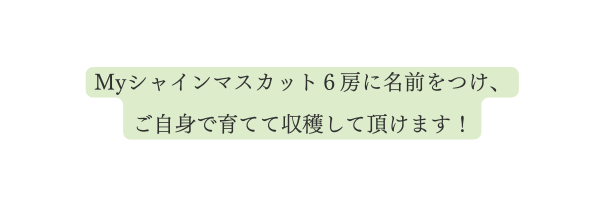 Myシャインマスカット６房に名前をつけ ご自身で育てて収穫して頂けます